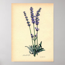 Impressão botânico do vintage - lavanda