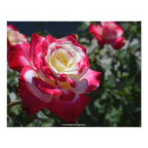 Impressão cor-de-rosa da foto