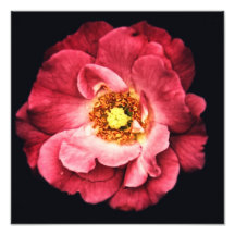 Impressão cor-de-rosa da foto da sombra
