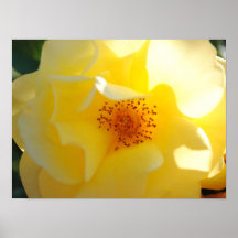 Impressão cor-de-rosa das canvas da luz do sol