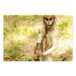 Impressão curioso do macaco do bebê impressão fotográfica