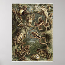 Impressão da arte de Ernst Haeckel: Batrachia