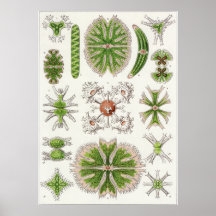 Impressão da arte de Ernst Haeckel: Desmidiea