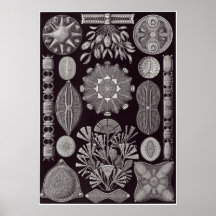 Impressão da arte de Ernst Haeckel: Diatomea