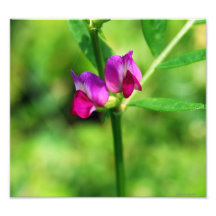 Impressão da foto da flor da ervilhaca de Bush