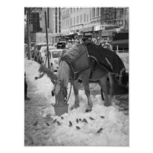 Impressão da foto do cavalo do Central Park