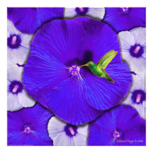 Impressão da foto do colibri