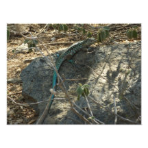 Impressão da foto do lagarto de Aruban Whiptail