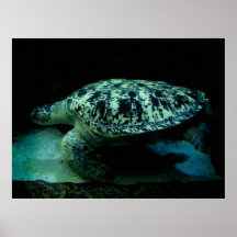 Impressão das canvas da tartaruga de mar
