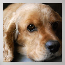 Impressão das canvas de cocker spaniel