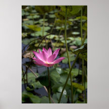 Impressão das canvas de Lotus