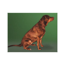 Impressão das canvas do cão de labrador retriever impressão de canvas envolvidas