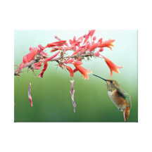 Impressão das canvas do colibri impressão de canvas esticada