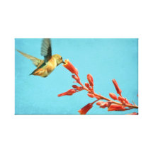 Impressão das canvas do colibri impressão de canvas envolvidas