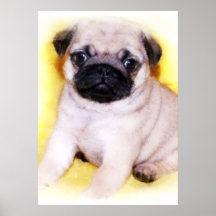 Impressão das canvas do filhote de cachorro do Pug