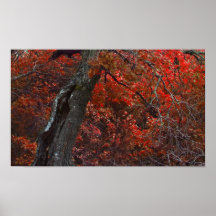 Impressão das canvas dos carvalhos vermelhos