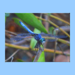 Impressão das canvas - libélula azul impressões em tela