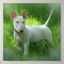 Impressão de bull terrier