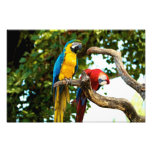 Impressão de dois Macaws Impressão Fotográficas