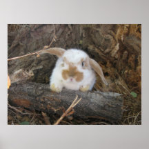 Impressão de Holland Lop