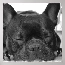 Impressão do buldogue francês