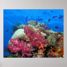 Impressão do coral e dos peixes