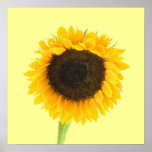 Impressão do girassol