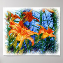 Impressão do hemerocallis