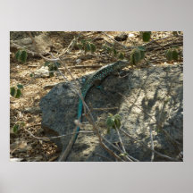 Impressão do lagarto de Aruban Whiptail