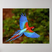 Impressão do Macaw do vôo