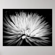 Impressão do poster da flor da mãe de Starburst