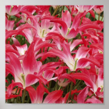 Impressão do poster da foto da tulipa