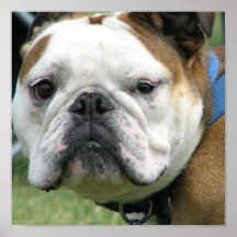 Impressão do poster da foto do buldogue