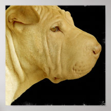Impressão do poster de Shar Pei do chinês
