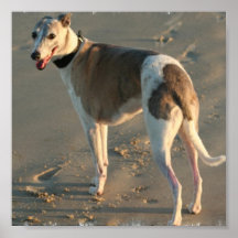 Impressão do poster do cão de Whippet