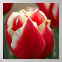 Impressão do poster do design da tulipa