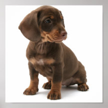 Impressão do poster do filhote de cachorro de Dash
