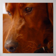 Impressão do setter irlandês