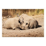 Impressão dos Rhinos do sono Impressão De Foto