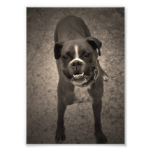 Impressão engraçado bonito da foto do cão do pugil