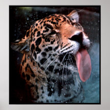 Impressão felino do poster do gato grande do amor
