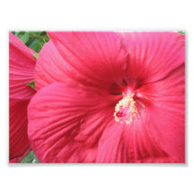 Impressão floral da fotografia
