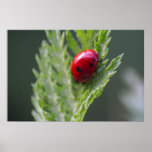 Impressão macro da fotografia do joaninha vermelho