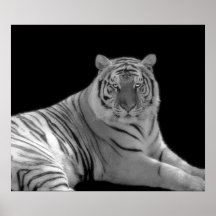 Impressão preto e branco do tigre