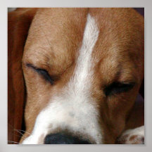 Impressão Snoozing do lebreiro