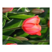 Impressão traseiro das belas artes da tulipa do ro arte de fotos