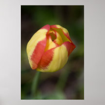 Impressão vermelho e amarelo da flor