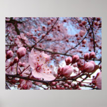 Impressões da arte das flores do primavera dos PRE Pôsteres