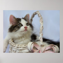 Impressões selvagens do gatinho de fevereiro pôsteres