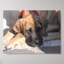 india meu cão impressão